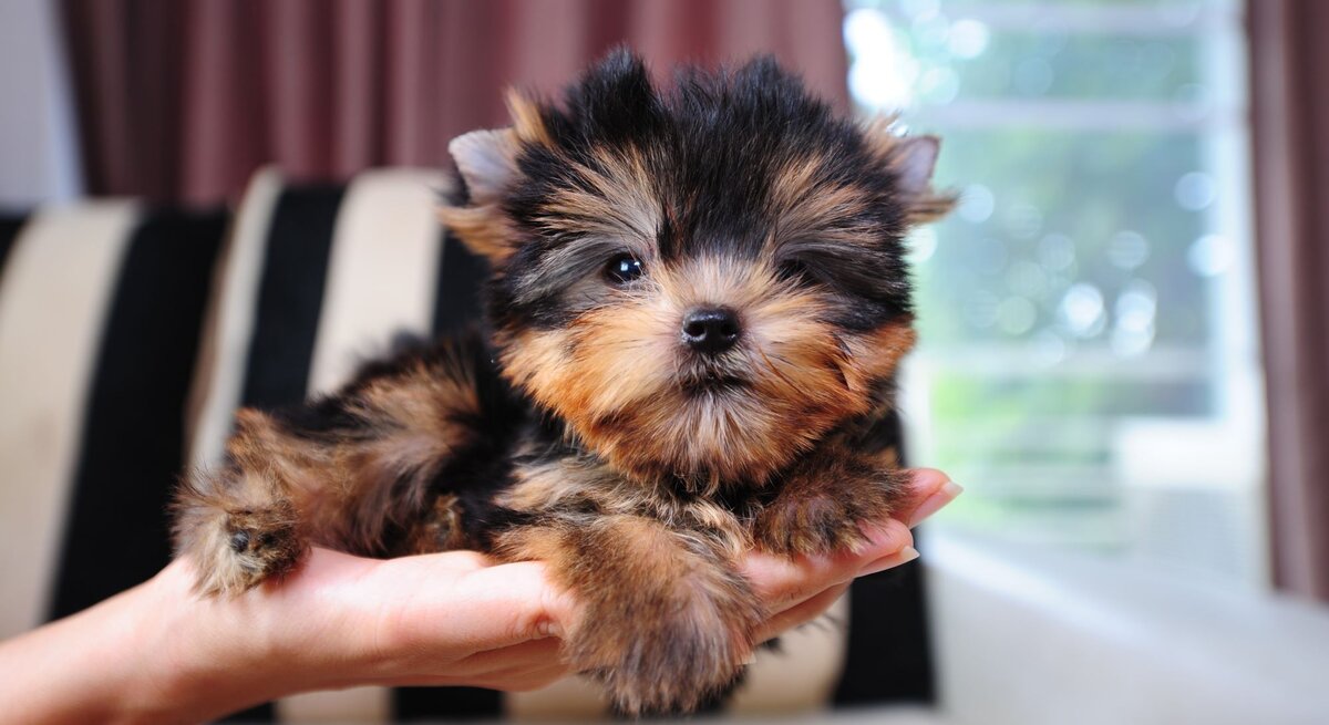 Winziger Teetassen-Welpe, der in einer Hand gehalten wird. Das Hündchen scheint ein Yorkshire Terrier zu sein, erkennbar an seiner kleinen Größe und seinem langen, seidigen Fell, das eine Mischung aus hellbraunen und dunkelgrauen Farben aufweist.