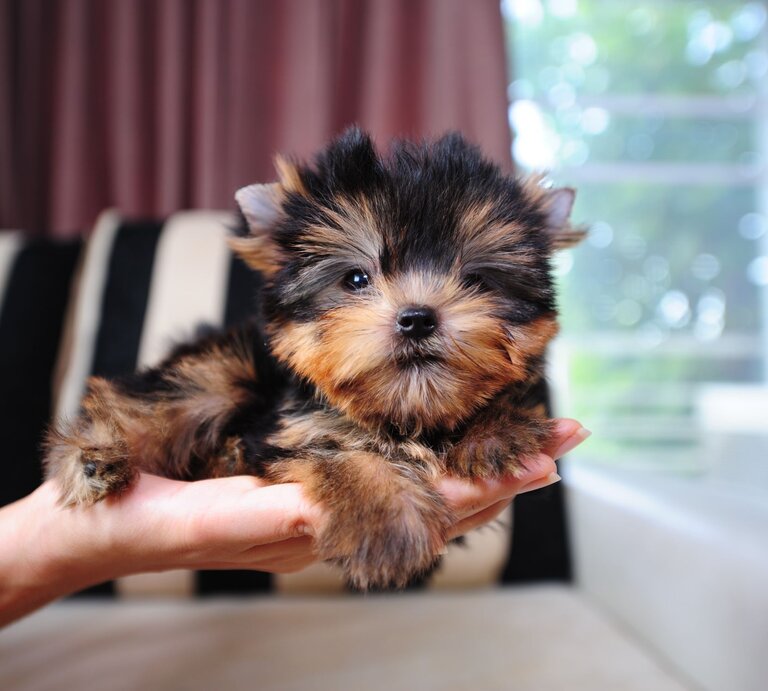 Winziger Teetassen-Welpe, der in einer Hand gehalten wird. Das Hündchen scheint ein Yorkshire Terrier zu sein, erkennbar an seiner kleinen Größe und seinem langen, seidigen Fell, das eine Mischung aus hellbraunen und dunkelgrauen Farben aufweist. | © Getty Images /	AnyaIC