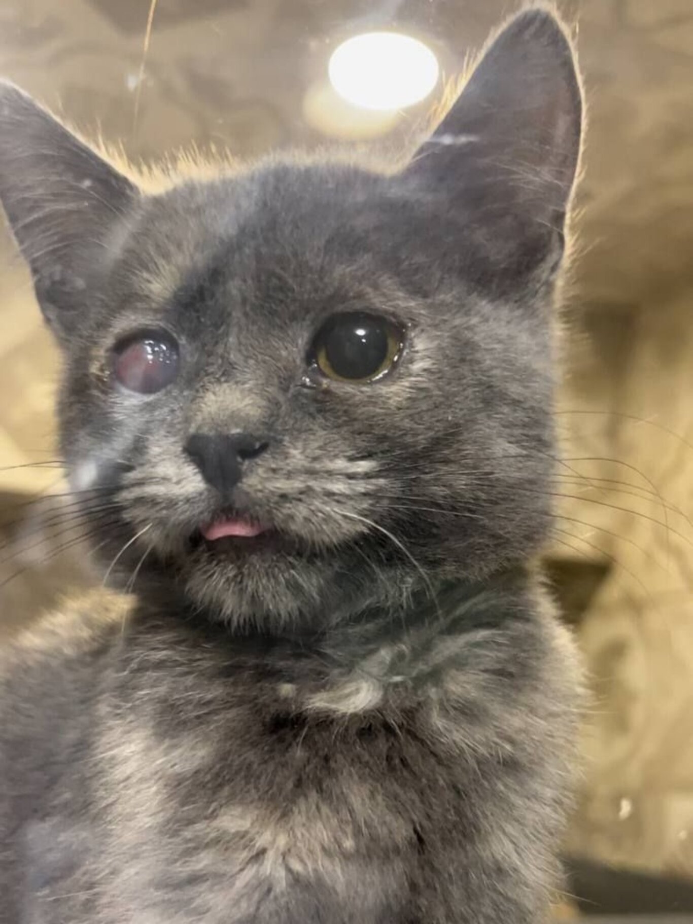 Verletzter Kater Kapa aus der Ukraine: So wurde er gerettet