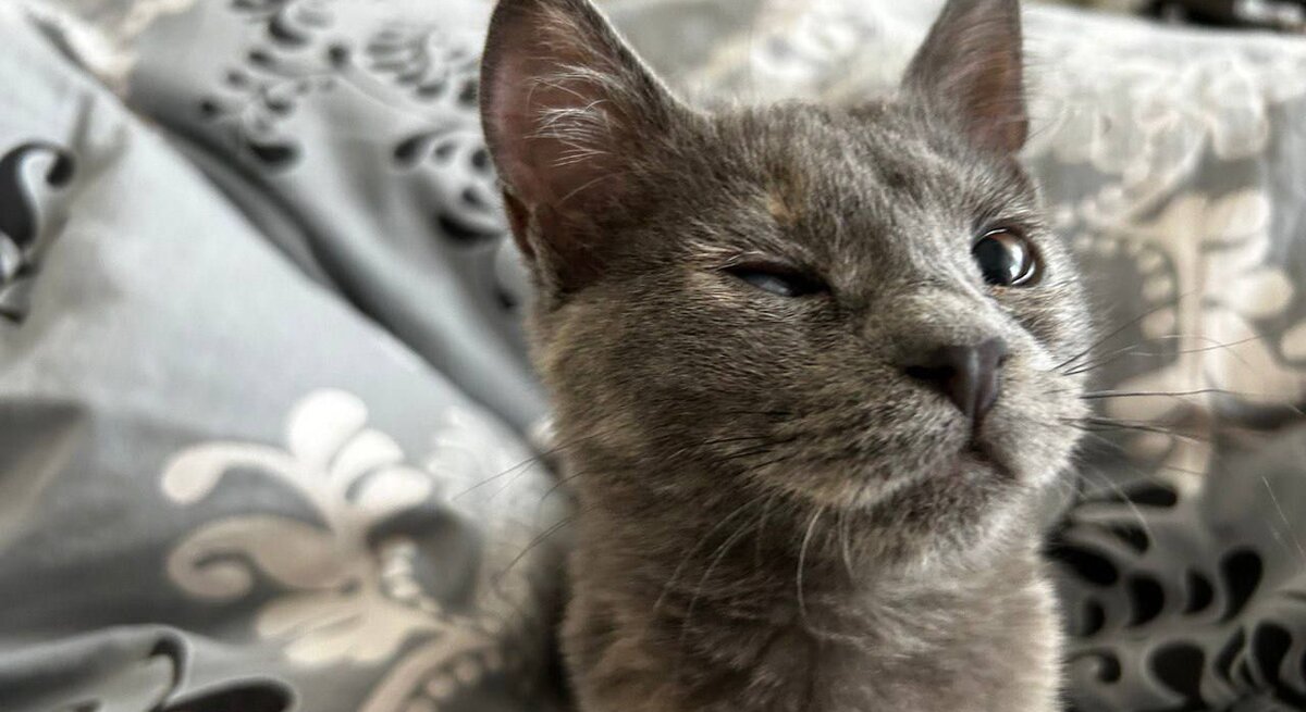 Kater Kapa aus der Ukraine, im Hintergrund ist ein Bett zu sehen
