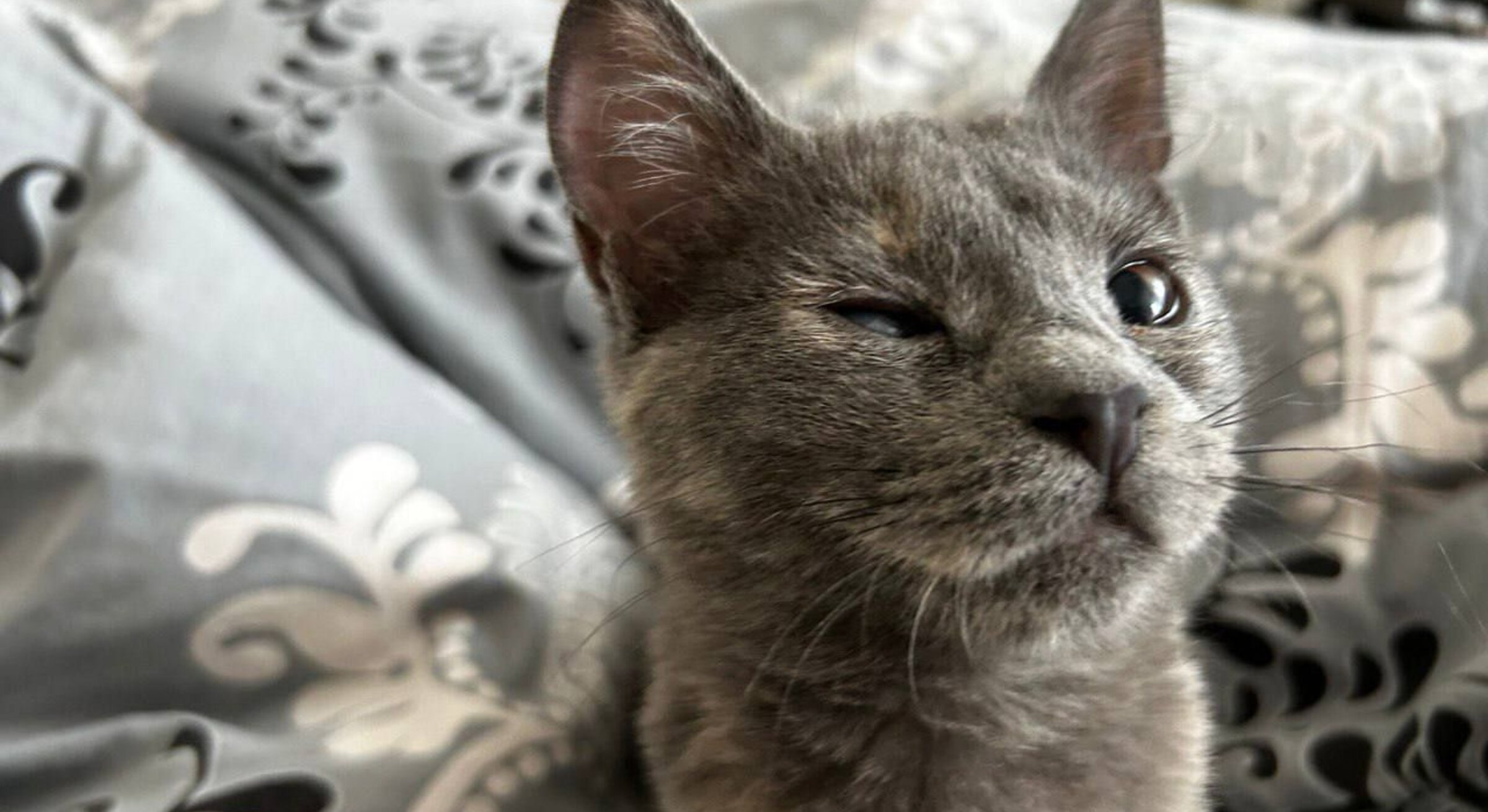 Verletzter Kater Kapa aus der Ukraine: So wurde er gerettet