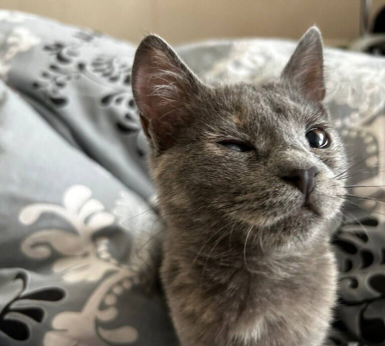 Kater Kapa aus der Ukraine, im Hintergrund ist ein Bett zu sehen | © PETA-D 
