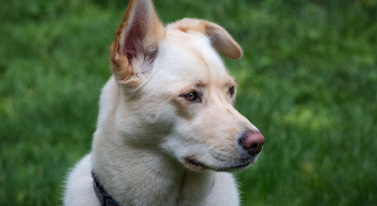 Ein heller Hund, ein Labsky, mit weichem Fell und aufmerksamen Gesichtszügen blickt zur Seite. Seine Ohren sind aufgestellt und zeigen Aufmerksamkeit, und er trägt ein Halsband. Der Hintergrund ist unscharf, aber es scheint, als wäre der Hund in einer grünen, grasbewachsenen Umgebung, was darauf hindeutet, dass das Foto möglicherweise in einem Park oder Garten aufgenommen wurde. Die ruhige, aber aufmerksame Pose des Hundes lässt auf eine entspannte, aber wachsame Stimmung schließen.