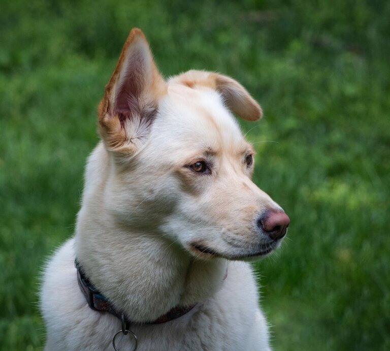 Ein heller Hund, ein Labsky, mit weichem Fell und aufmerksamen Gesichtszügen blickt zur Seite. Seine Ohren sind aufgestellt und zeigen Aufmerksamkeit, und er trägt ein Halsband. Der Hintergrund ist unscharf, aber es scheint, als wäre der Hund in einer grünen, grasbewachsenen Umgebung, was darauf hindeutet, dass das Foto möglicherweise in einem Park oder Garten aufgenommen wurde. Die ruhige, aber aufmerksame Pose des Hundes lässt auf eine entspannte, aber wachsame Stimmung schließen. | © Shutterstock/Photo Rebel