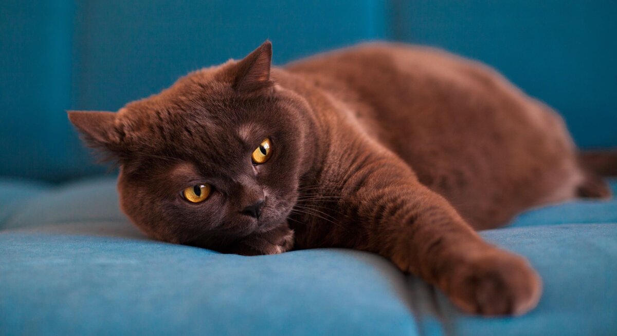 braune Katze räkelt sich vor blauem Hintergrund. 
