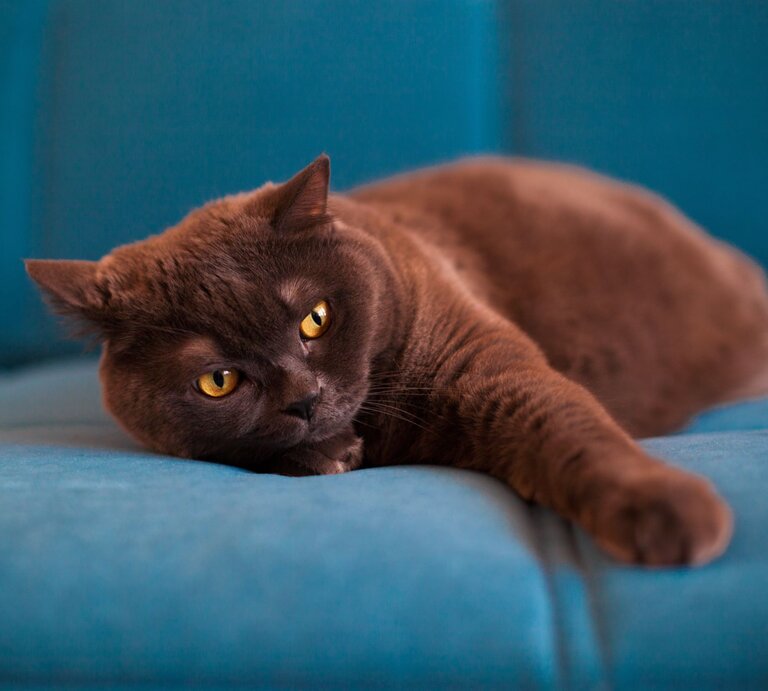 braune Katze räkelt sich vor blauem Hintergrund.  | © Shutterstock/Nataliia Pushkareva
