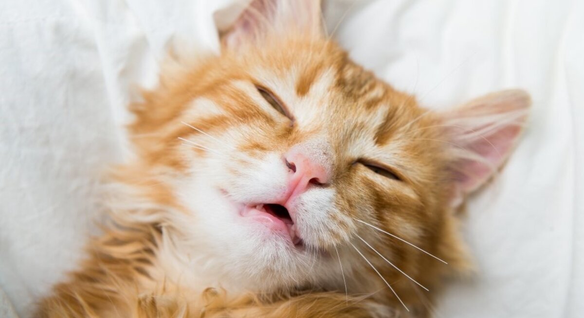 Rote, getigerte Katze liegt mit offenem Mund schlafend auf einem Kissen.