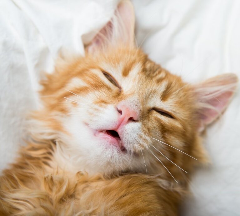 Rote, getigerte Katze liegt mit offenem Mund schlafend auf einem Kissen. | © Shutterstock/Sharomka