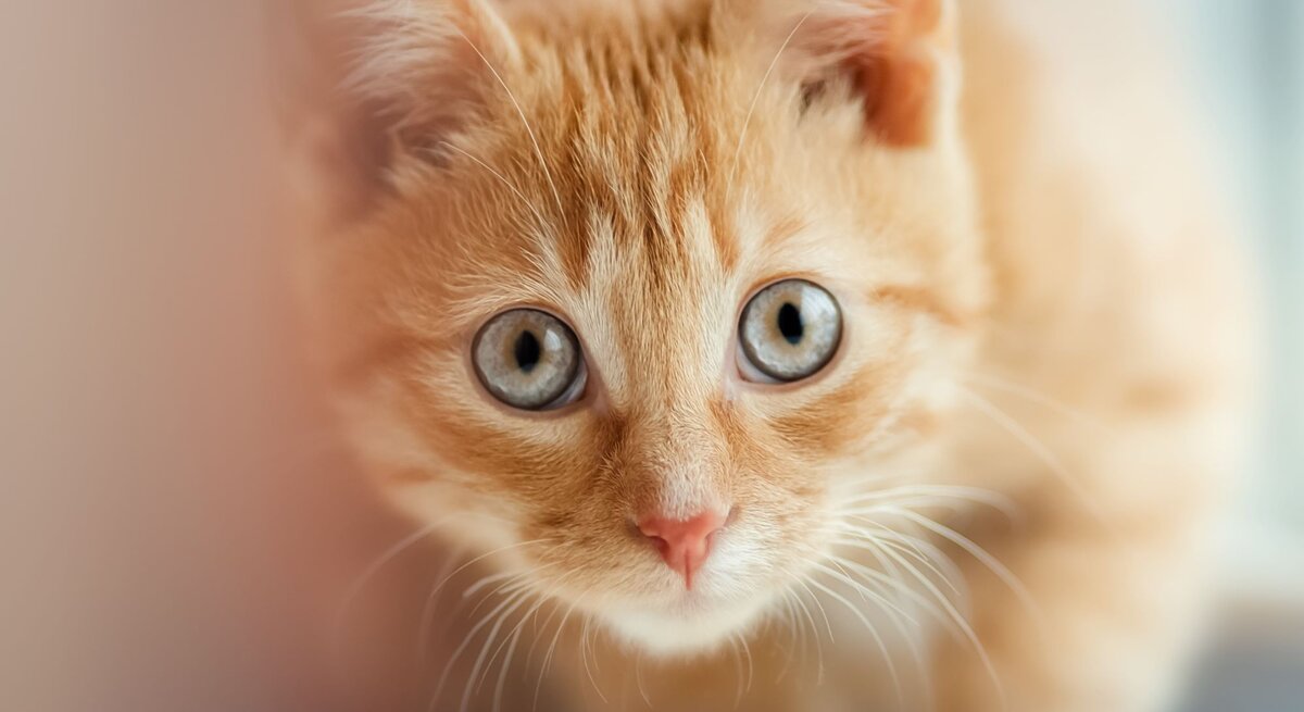 Eine rote Katze in der Nahaufnahme blickt direkt in die Kamera.