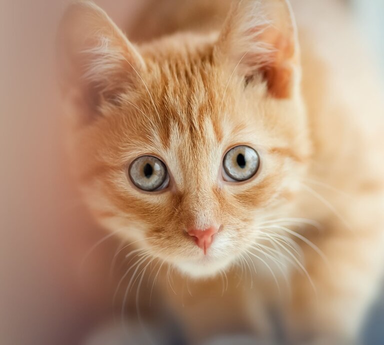 Eine rote Katze in der Nahaufnahme blickt direkt in die Kamera. | © Shutterstock/Alezhano
