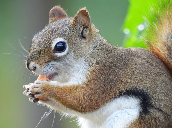 Ein Grauhörnchen isst etwas.  | © Getty Images/Chris Trory