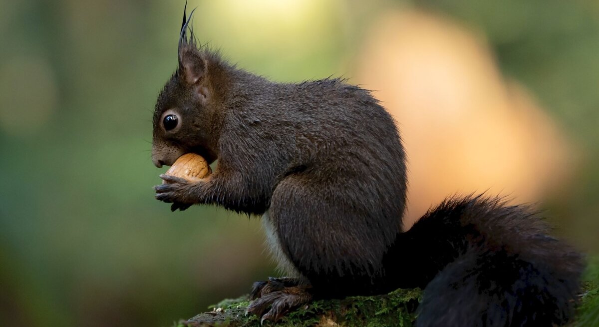 Ein schwarzes Eichhörnchen isst eine Nuss.