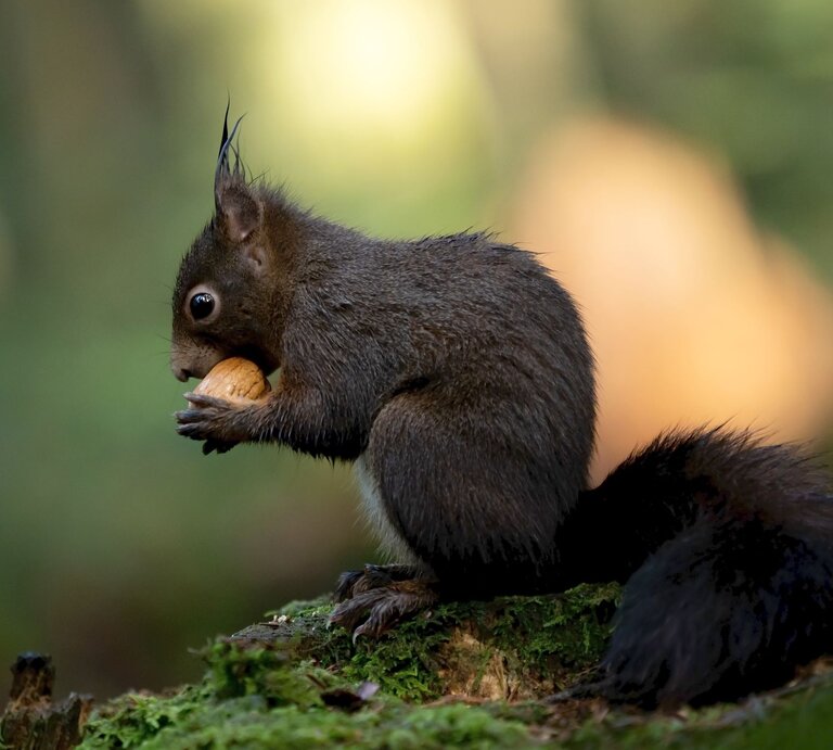 Ein schwarzes Eichhörnchen isst eine Nuss. | © Getty Images/Westend61