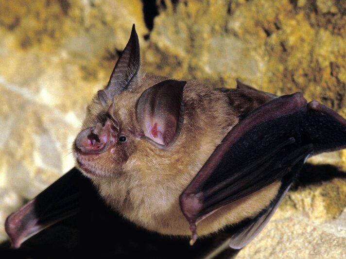 Das Bild zeigt eine Große Hufeisennase (eine Fledermausart), erkennbar an der charakteristischen Form ihrer Nase, die an ein Hufeisen erinnert. Das Tier hängt kopfüber, was für Fledermäuse typisch ist, und seine Flügel sind leicht angelegt. Sein Fell ist braun und die Ohren sind groß und aufmerksam. Der Hintergrund ist dunkel und unbestimmt, was darauf hinweist, dass die Aufnahme möglicherweise in einer Höhle oder während der Nacht gemacht wurde, wo diese Tiere am aktivsten sind. | © IMAGO / imagebroker