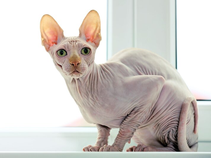  Das Foto zeigt eine Sphynx-Katze, eine Rasse, die für ihr fehlendes Fell bekannt ist, was ihre hautfaltenreiche Haut zur Schau stellt. Die Katze hat eine auffallende Erscheinung mit großen, aufrechten Ohren und auffälligen, grünen Augen. Sie blickt direkt in die Kamera, was ihre neugierige und aufmerksame Natur unterstreicht. Das Tier befindet sich in einem hellen, innen liegenden Raum vor einem Fenster, das natürliches Licht hereinlässt und die zarte Textur ihrer Haut betont. | © Adobe Stock/ Africa Studio