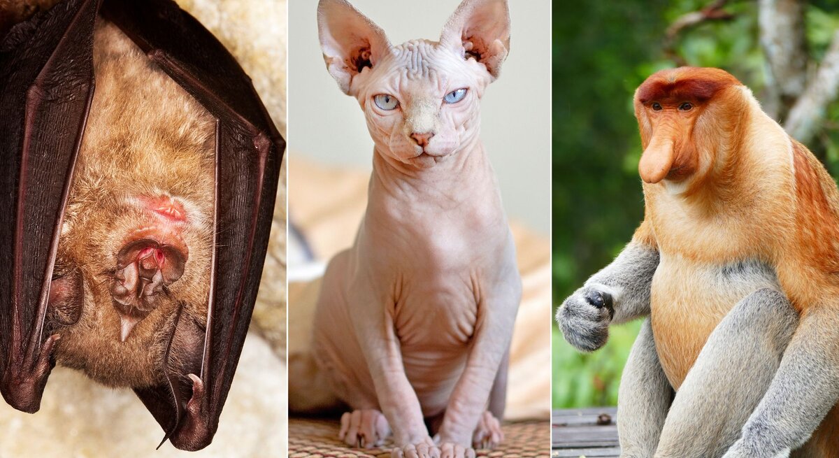 Das Bild zeigt drei verschiedene Tiere: eine Fledermaus, eine Sphynx-Katze und einen Nasenaffen. Die Fledermaus hängt kopfüber mit gefalteten Flügeln, ein typisches Verhalten für Ruhephasen. Die Sphynx-Katze sitzt mit aufrechter Haltung und durchdringendem Blick. Der Nasenaffe sitzt entspannt und zeigt sein charakteristisches Profil mit der markanten Nase. Alle drei Tiere gehören zu den hässlichsten Tieren der Welt.