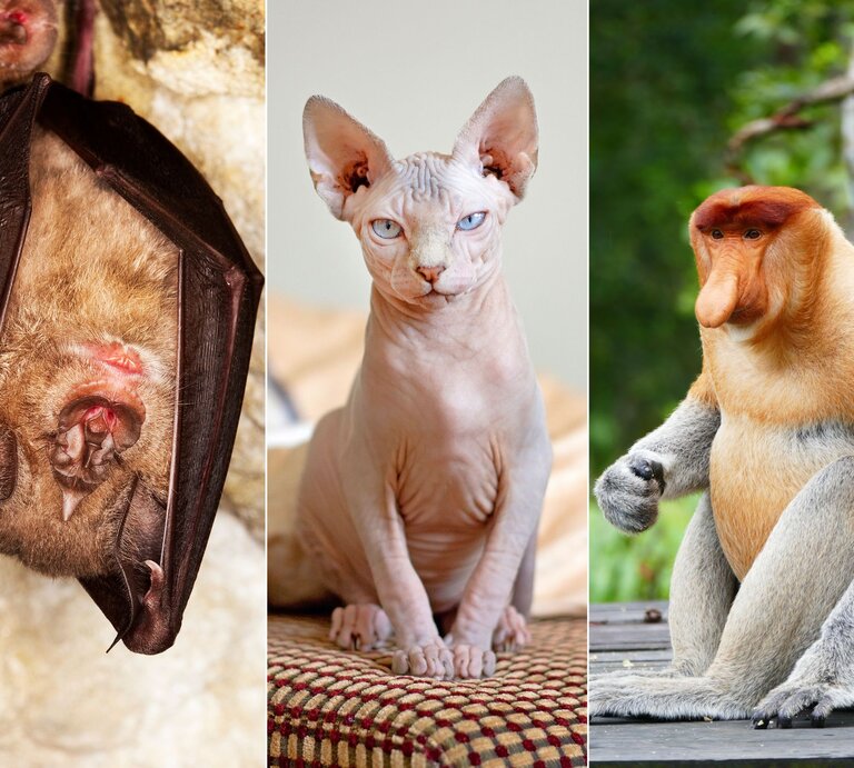 Das Bild zeigt drei verschiedene Tiere: eine Fledermaus, eine Sphynx-Katze und einen Nasenaffen. Die Fledermaus hängt kopfüber mit gefalteten Flügeln, ein typisches Verhalten für Ruhephasen. Die Sphynx-Katze sitzt mit aufrechter Haltung und durchdringendem Blick. Der Nasenaffe sitzt entspannt und zeigt sein charakteristisches Profil mit der markanten Nase. Alle drei Tiere gehören zu den hässlichsten Tieren der Welt. | © Adobe Stock/slowmotiongli, Adobe Stock/Viktor, Adobe Stock/IGOR