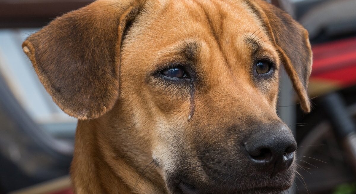 Ein Nahaufnahmebild eines braunen Hundes mit einem traurigen Gesichtsausdruck. Der Hund hat große, ausdrucksstarke Augen mit sichtbaren Tränen, die an den Wangen herunterlaufen. Seine Ohren sind aufmerksam nach vorne gerichtet. Der Hintergrund des Bildes ist unscharf, wodurch der Fokus auf dem Gesichtsausdruck des Hundes liegt.
