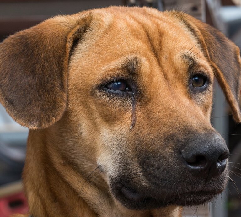 Ein Nahaufnahmebild eines braunen Hundes mit einem traurigen Gesichtsausdruck. Der Hund hat große, ausdrucksstarke Augen mit sichtbaren Tränen, die an den Wangen herunterlaufen. Seine Ohren sind aufmerksam nach vorne gerichtet. Der Hintergrund des Bildes ist unscharf, wodurch der Fokus auf dem Gesichtsausdruck des Hundes liegt. | © Shutterstock/Anucha Choomkot