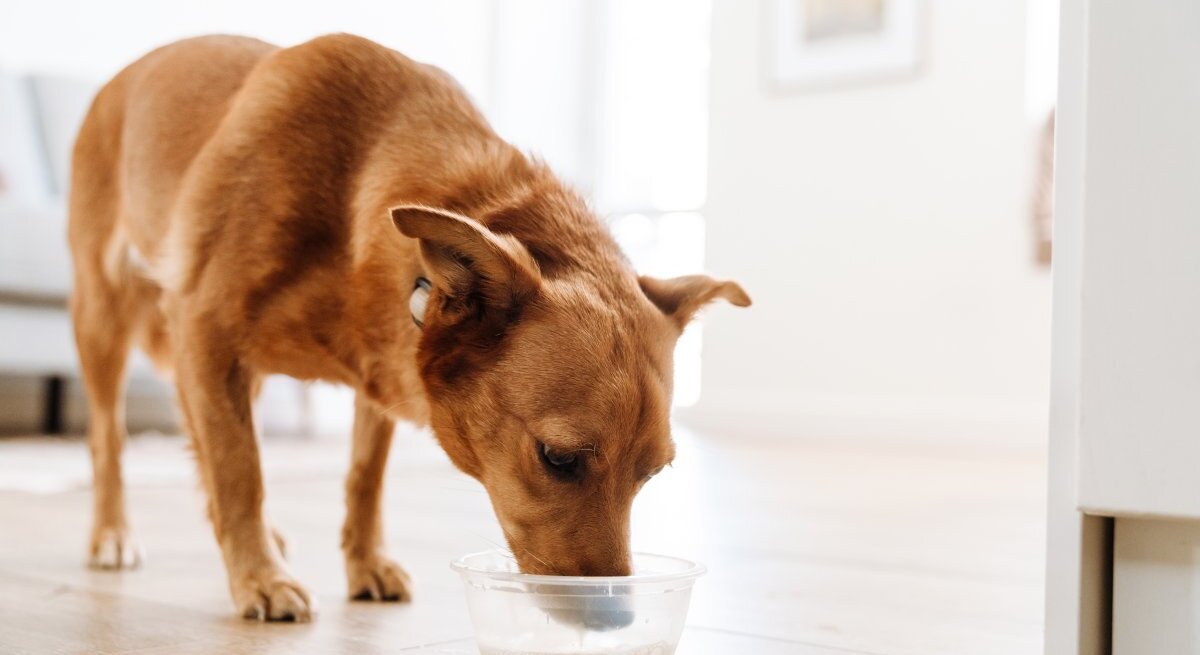 as Bild zeigt einen mittelgroßen, rotbraunen Hund, der aus einer durchsichtigen Schüssel auf dem Boden trinkt. Die Szene wirft die Frage auf, ob es für Hunde sicher ist, Milch zu trinken, da einige Hunde Laktose nicht gut vertragen können. Der Hintergrund des Bildes ist hell und unscharf mit neutralen Farben, was den Fokus auf die Handlung des Hundes lenkt.
