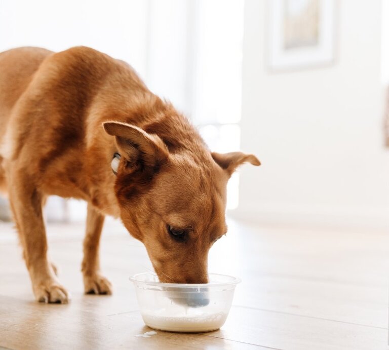 as Bild zeigt einen mittelgroßen, rotbraunen Hund, der aus einer durchsichtigen Schüssel auf dem Boden trinkt. Die Szene wirft die Frage auf, ob es für Hunde sicher ist, Milch zu trinken, da einige Hunde Laktose nicht gut vertragen können. Der Hintergrund des Bildes ist hell und unscharf mit neutralen Farben, was den Fokus auf die Handlung des Hundes lenkt. | © Shutterstock/Dean Drobot