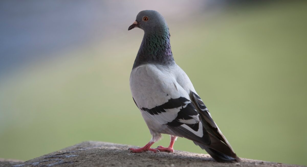 Das Bild zeigt eine erwachsene Taube, die auf einem Betonvorsprung steht. Der Hintergrund ist unscharf, betont aber die natürliche Umgebung. Die Taube ist hauptsächlich grau mit einem auffälligen grün-violetten Schimmer um den Hals und hat die für Stadttauben typischen weißen und schwarzen Farbmarkierungen am Körper. Die roten Füße der Taube heben sich deutlich von dem grauen Untergrund ab. Sie blickt seitlich, was dem Betrachter einen guten Blick auf das Profil ihres Kopfes ermöglicht.