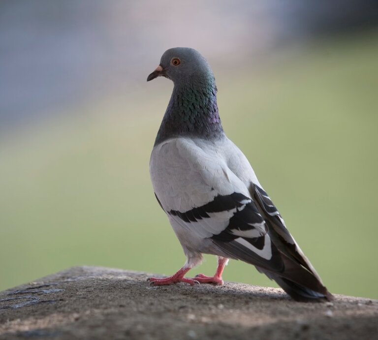Das Bild zeigt eine erwachsene Taube, die auf einem Betonvorsprung steht. Der Hintergrund ist unscharf, betont aber die natürliche Umgebung. Die Taube ist hauptsächlich grau mit einem auffälligen grün-violetten Schimmer um den Hals und hat die für Stadttauben typischen weißen und schwarzen Farbmarkierungen am Körper. Die roten Füße der Taube heben sich deutlich von dem grauen Untergrund ab. Sie blickt seitlich, was dem Betrachter einen guten Blick auf das Profil ihres Kopfes ermöglicht. | © Getty Images/Owen Franken