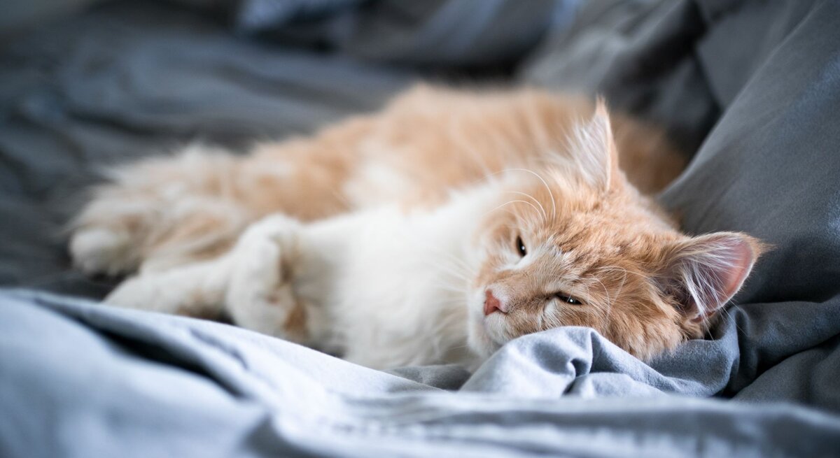 Ein flauschiger rot-weißer Kater liegt entspannt auf einer grauen Bettdecke und scheint zu dösen oder zu schlafen.