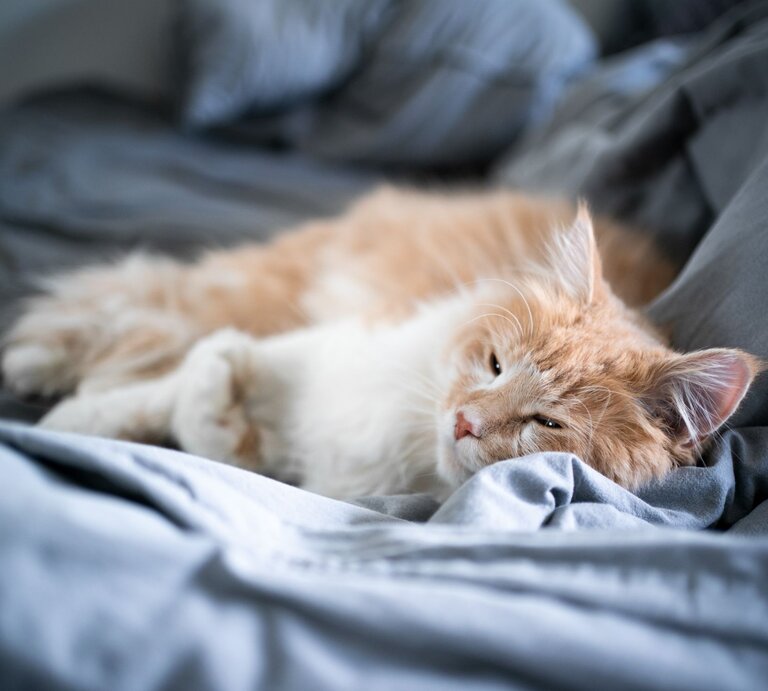 Ein flauschiger rot-weißer Kater liegt entspannt auf einer grauen Bettdecke und scheint zu dösen oder zu schlafen. | © Adobe Stock/ FurryFritz