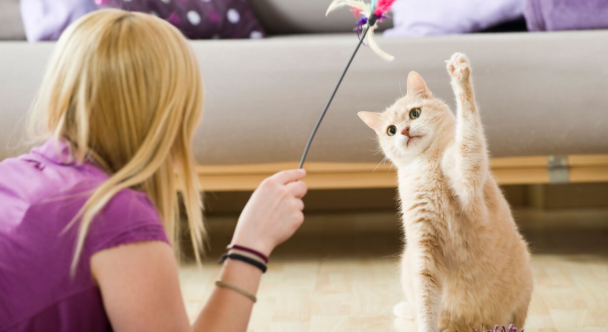Katze mit hellem Fell fixiert eine Federangel und hebt die Pfote, während eine Frau in lila Shirt auf dem Teppich liegt.
