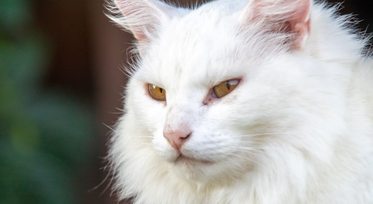 Weiße Katze mit langen Haaren, die aussieht wie eine Maine Coon. Die Katze hat gelbe Augen und einen leicht nachdenklichen Gesichtsausdruck. Ihr Fell ist flauschig und gut gepflegt, und sie scheint draußen zu sein.
