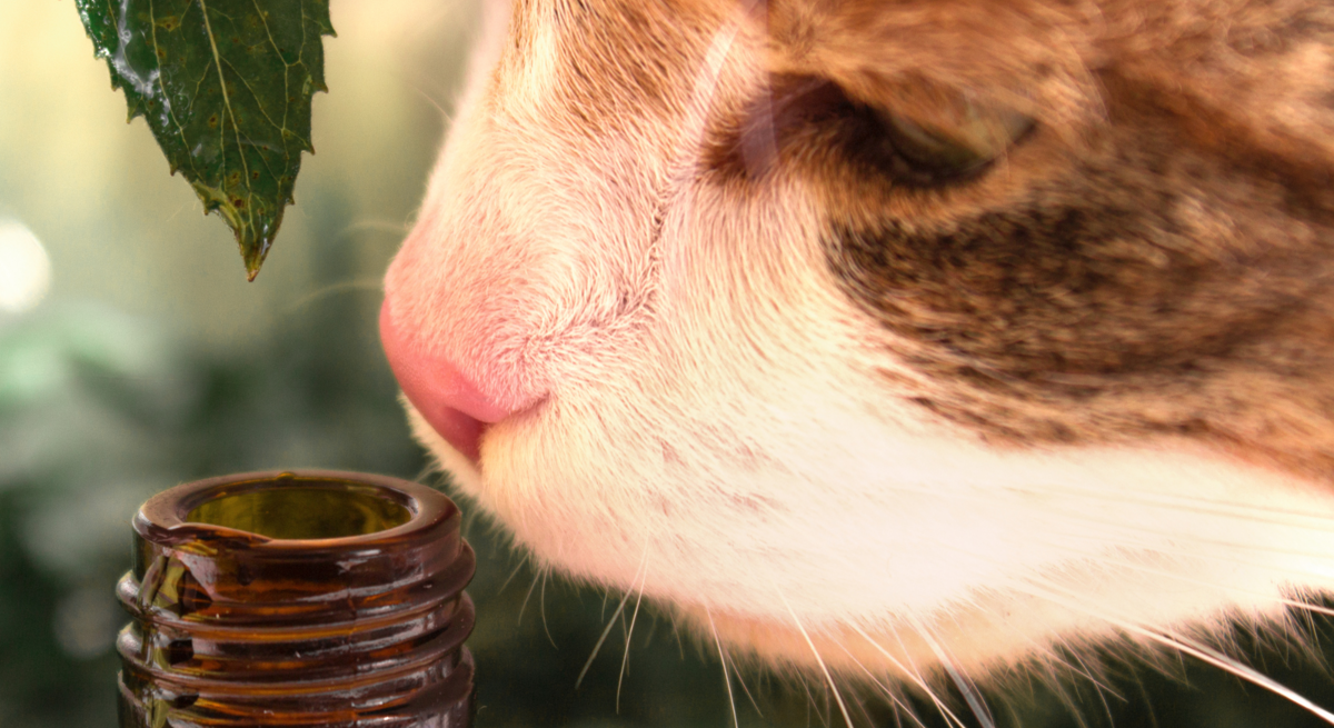 Eine neugierige rotbraun-weiße Katze schnuppert mit gespitzter Nase an einer geöffneten braunen Glasflasche im Grünen.