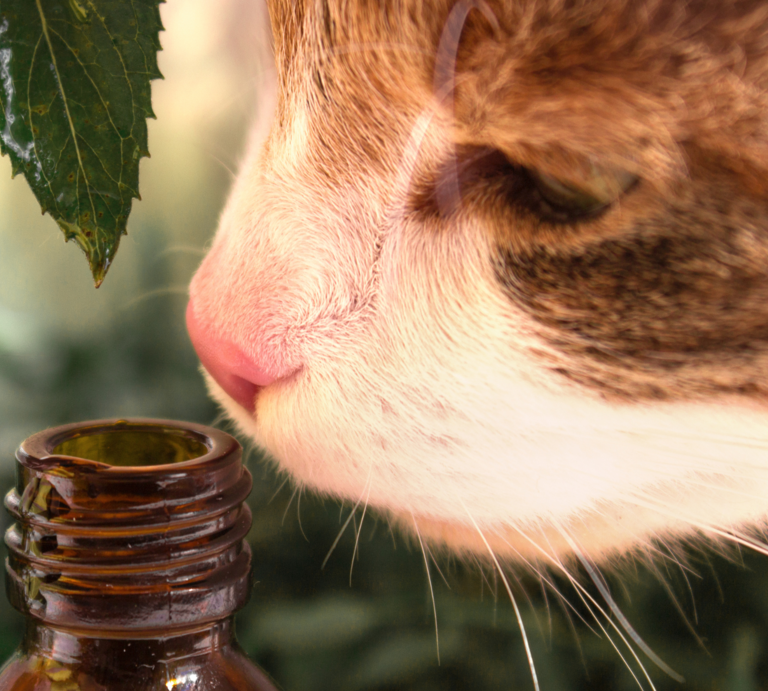 Eine neugierige rotbraun-weiße Katze schnuppert mit gespitzter Nase an einer geöffneten braunen Glasflasche im Grünen. | © Canva