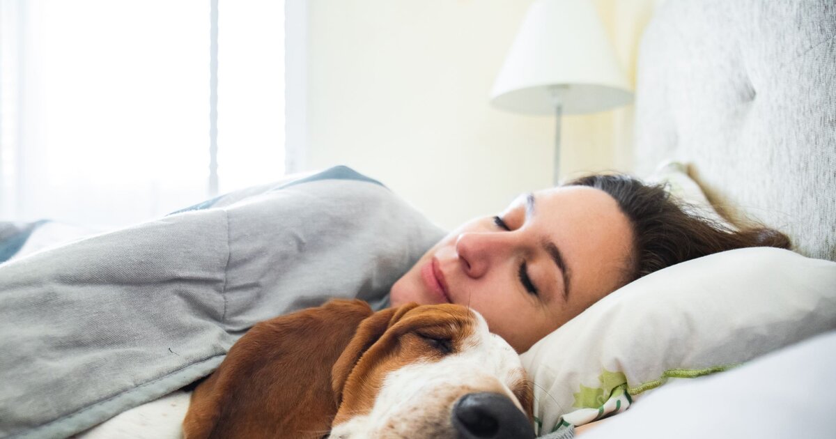 hundegeschirr aus leder fr kleine hunde Robustes Leder Hundegeschirr mit Stacheln Online Kaufen  Kaiser Hund