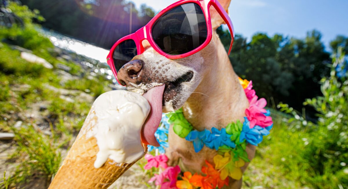 Ein Hund mit Sonnenbrille und Hawaii-Blumen um den Hals schleckt Eis aus einem Hörnchen. Die Sonne strahlt.