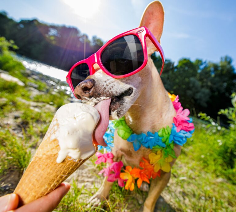 Ein Hund mit Sonnenbrille und Hawaii-Blumen um den Hals schleckt Eis aus einem Hörnchen. Die Sonne strahlt. | © getty images/ damedeeso