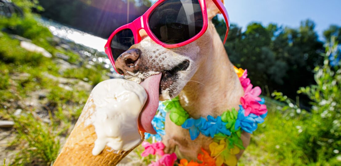 Ein Hund mit Sonnenbrille und Hawaii-Blumen um den Hals schleckt Eis aus einem Hörnchen. Die Sonne strahlt. | © getty images/ damedeeso