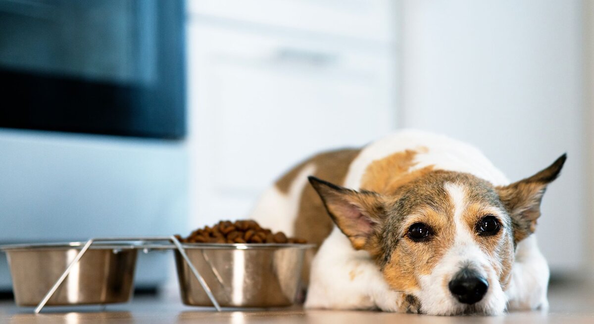 Ein Jack Russell Terrier liegt müde auf dem Boden neben seinen Futternäpfen. Vor ihm stehen zwei Edelstahlnäpfe auf einem Ständer, einer mit Trockenfutter gefüllt. 