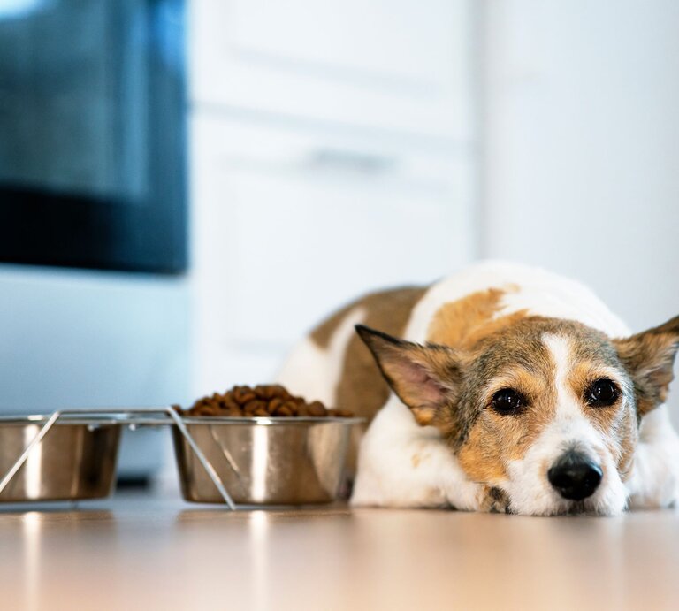 Ein Jack Russell Terrier liegt müde auf dem Boden neben seinen Futternäpfen. Vor ihm stehen zwei Edelstahlnäpfe auf einem Ständer, einer mit Trockenfutter gefüllt.  | © Shutterstock/Daria Lixovetckay
