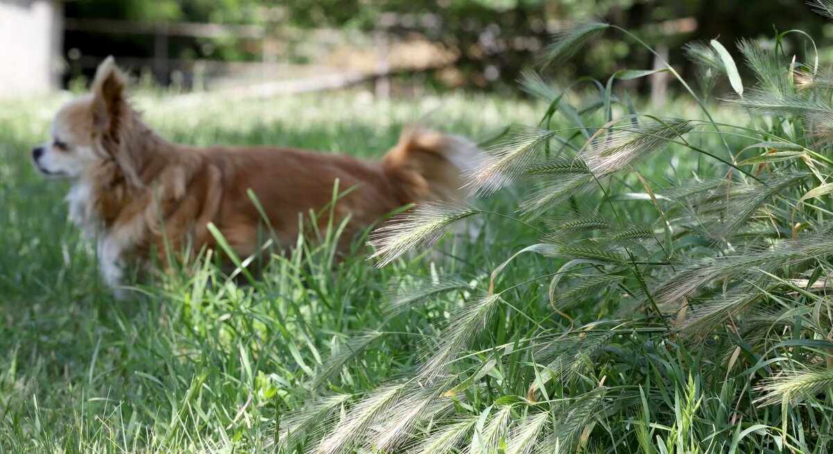 Kleiner brauner Langhaarchihuahua steht aufmerksam im hohen Gras vor einem dichten Busch mit wilden Ähren, im lichten Schatten.