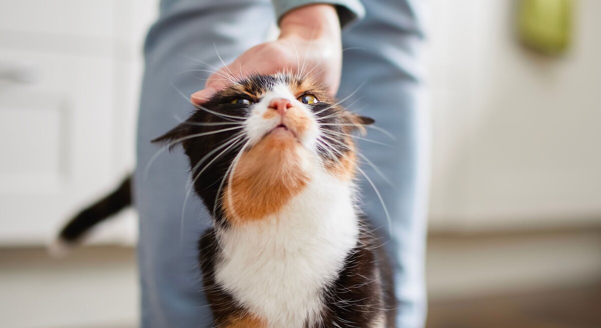 Katze duckt sich beim gestreichelt werden