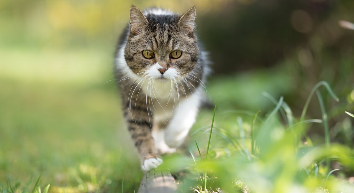 Hauskatze mit braun-weißem Fell schreitet auf einem Holzstück durch eine grüne, blühende Wiese im Sommerlicht.