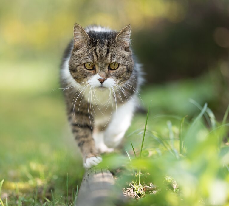 Hauskatze mit braun-weißem Fell schreitet auf einem Holzstück durch eine grüne, blühende Wiese im Sommerlicht. | © Adobe Stock/ FurryFritz