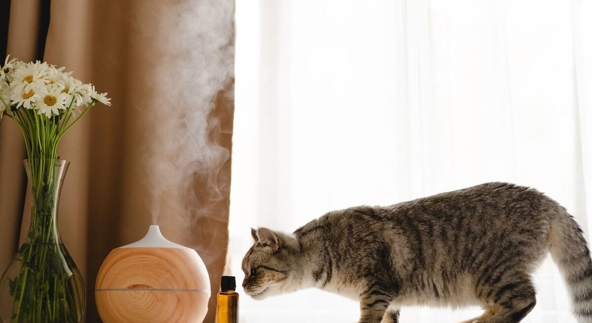 Graubraun getigerte Katze schnuppert neugierig an einem kleinen Braunglasfläschchen vor Diffusor und Blumenstrauß am Fenster.