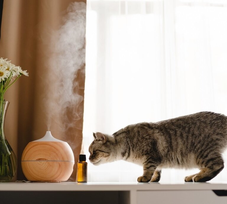 Graubraun getigerte Katze schnuppert neugierig an einem kleinen Braunglasfläschchen vor Diffusor und Blumenstrauß am Fenster. | © Adobe Stock / 
