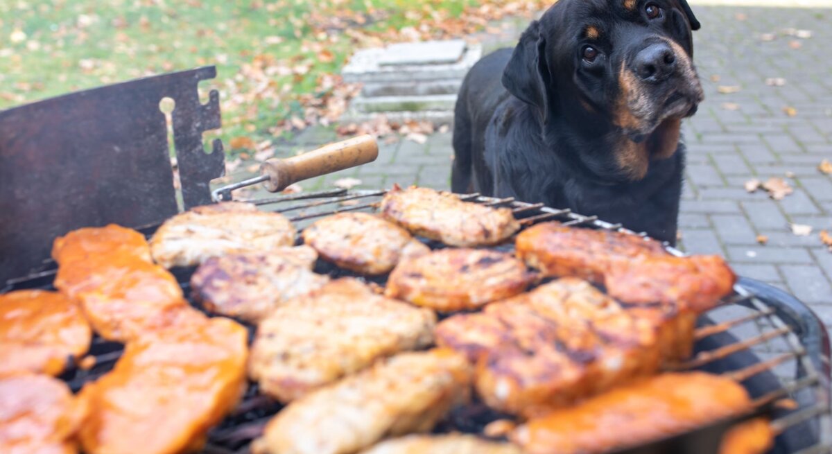 Ein großer schwarzer Rottweiler mit geneigtem Kopf blickt neugierig auf grillendes Fleisch auf einem Holzkohlegrill im Garten.