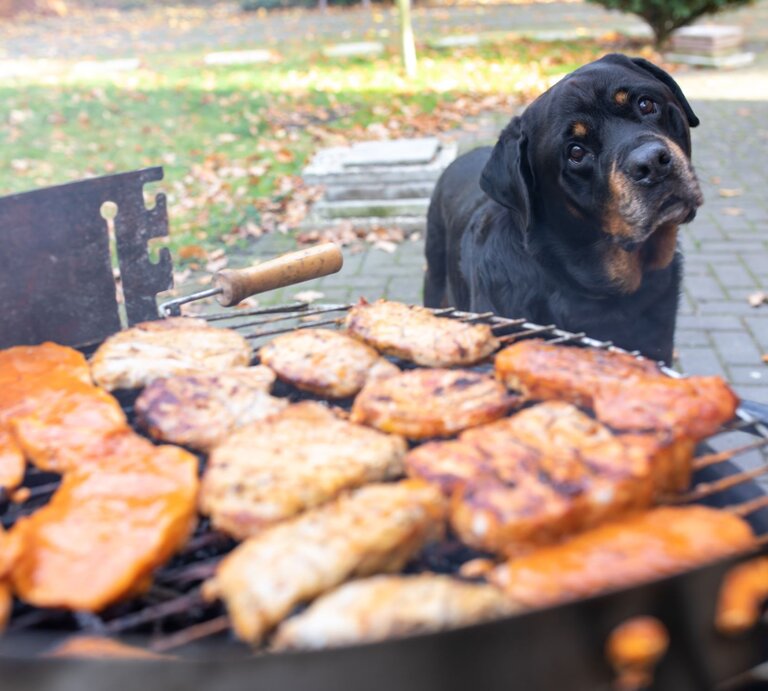 Ein großer schwarzer Rottweiler mit geneigtem Kopf blickt neugierig auf grillendes Fleisch auf einem Holzkohlegrill im Garten. | © Adobe Stock / Stefan Werner