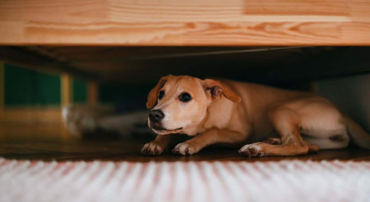  Ein beiger Hund liegt ängstlich unter einem Holzbett auf einem Holzboden, im Hintergrund sind unscharf grüne Wände zu sehen.