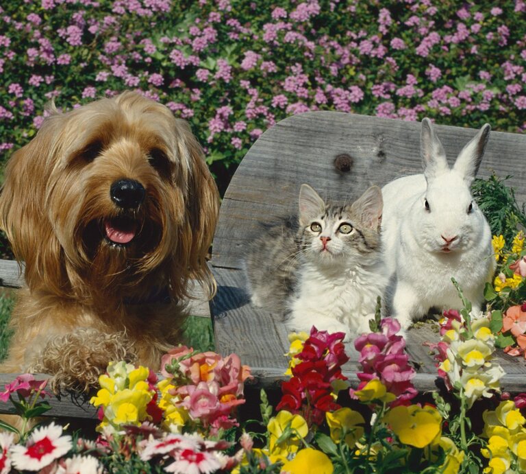 In einem üppig blühenden Garten tollen sitzen ein Hund, eine Katze und ein Hase einmütig nebeneinander | © Adobe Stock / mariedolphin
