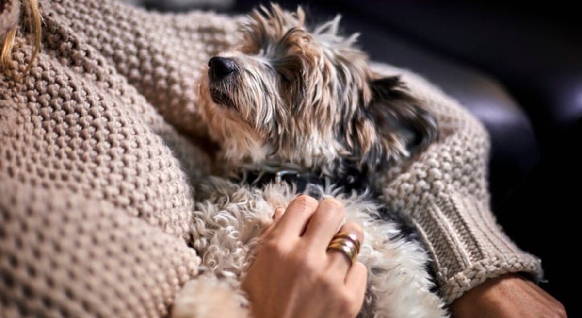Frau hält einen kleinen Hund im Arm.